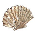 An image of a watercolor painting showing a New Jersey shell